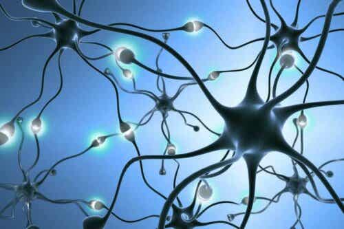 Een afbeelding van een neuronennetwerk in het lichaam