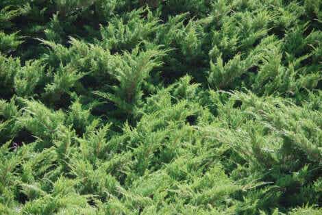 Plantbedekking om grond te beschermen en vruchtbaarder te maken