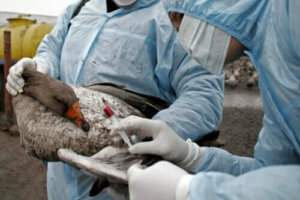Vogelgriep: symptomen, diagnose en behandeling