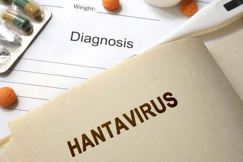 Wat je over hantavirus-infecties moet weten