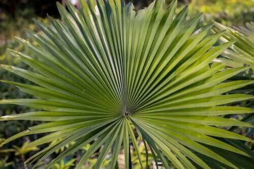 Wat is zegepalm en waarvoor wordt het gebruikt?