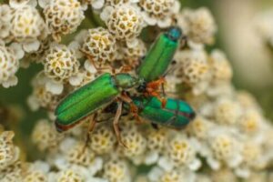 Spaanse vlieg: afrodisiacum of vergif?