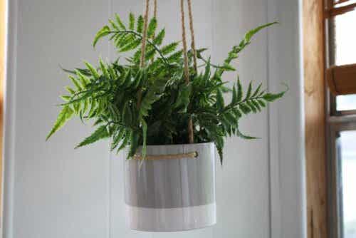 Varen in een hangende plantenbak