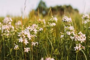 De eigenschappen en toepassingen van zeepkruid