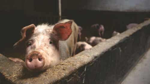 Het eten van varkenszwoerd en de risico's ervan
