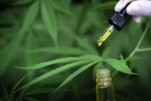 De kenmerken en het gebruik van CBD