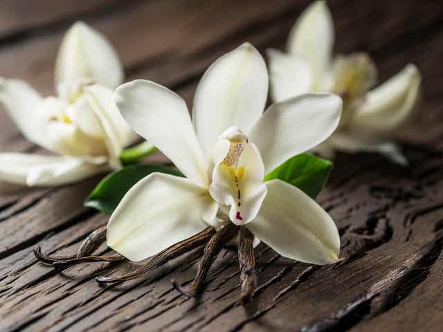 Vanille is eigenlijk een plant