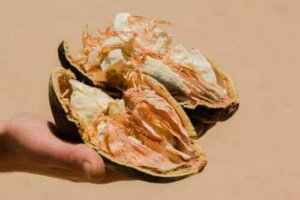 Kenmerken, contra-indicaties en voordelen van de baobabvrucht