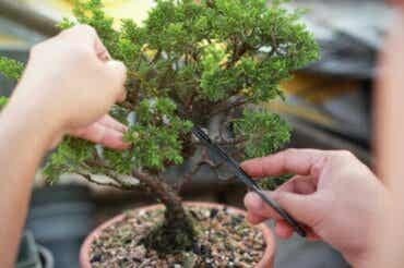 Leer hoe je bonsaibomen maakt en verzorgt