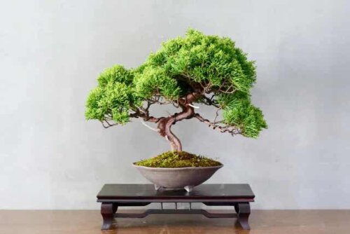Een kleine bonsaiboom