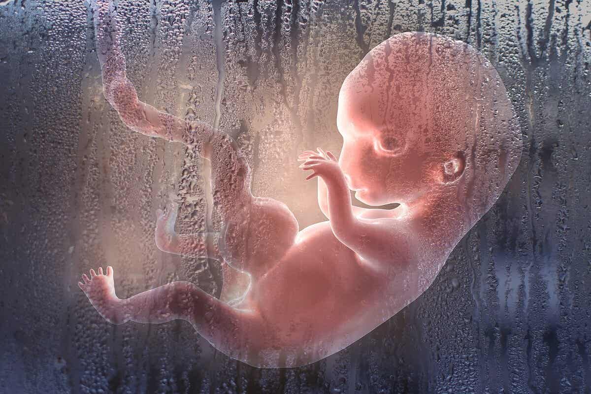 Ontwikkeling van een foetus