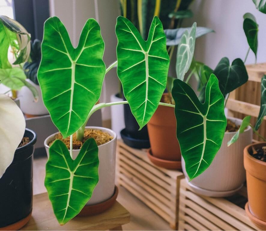 Plant in een pot