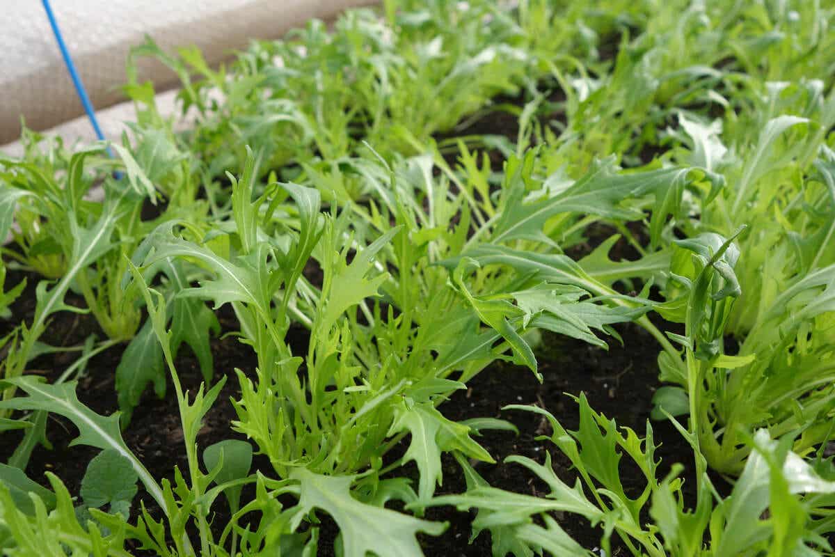 Aarde met plantjes
