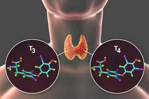 Wat is thyroxine en wat zijn de bijbehorende ziekten