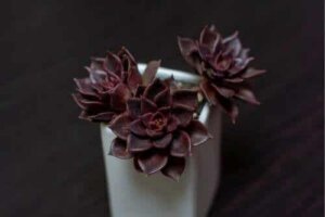 7 rare zwarte planten voor thuis
