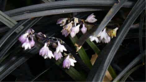 Kleine bloemen in een zwarte plant