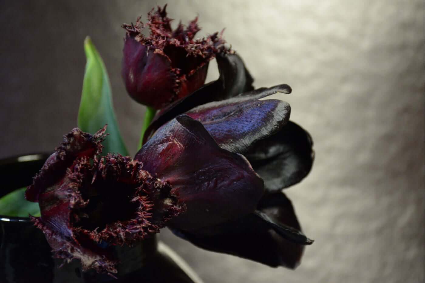 Rare zwarte planten