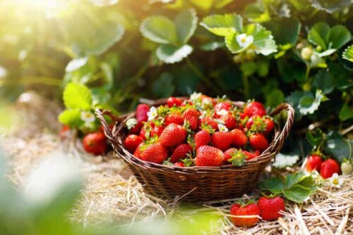 Vers geplukte aardbeien in een mandje