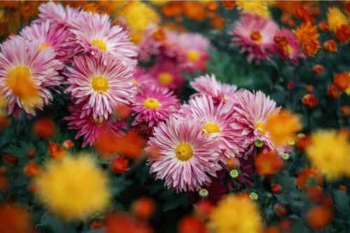 Geneeskrachtige eigenschappen van chrysantenthee