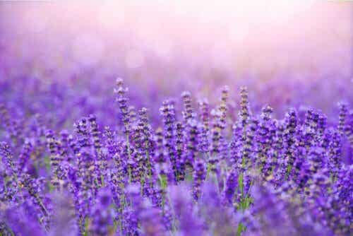 Wat is lavendel
