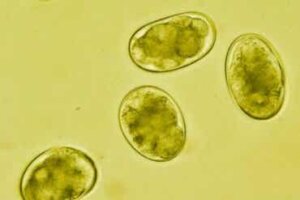 Wat is strongyloïdiasis en hoe wordt het overgebracht?