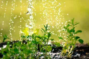 10 tips om waterverspilling in je tuin te voorkomen