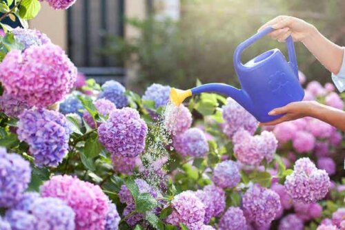 Een vrouw geeft haar bloemen water met een gieter