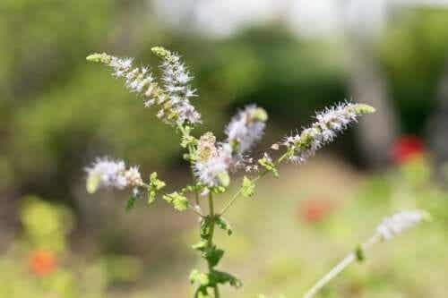 Zilverkaars: eigenschappen en contra-indicaties