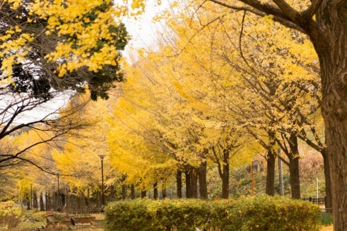 Eigenschappen van ginkgo biloba