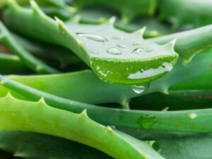 8 mogelijke voordelen voor de gezondheid van aloëvera