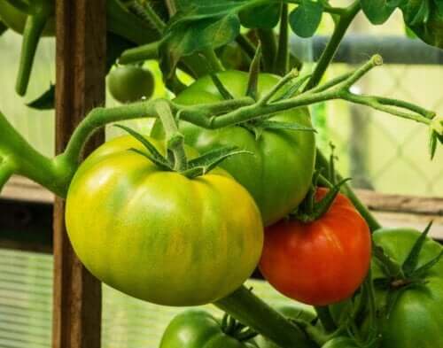 Kun je varices behandelen met tomaten?