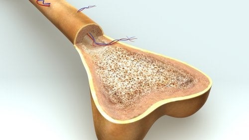Osteogenese: hoe groeien botten?