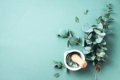 De voordelen van etherische olie van eucalyptus binnen ieders bereik