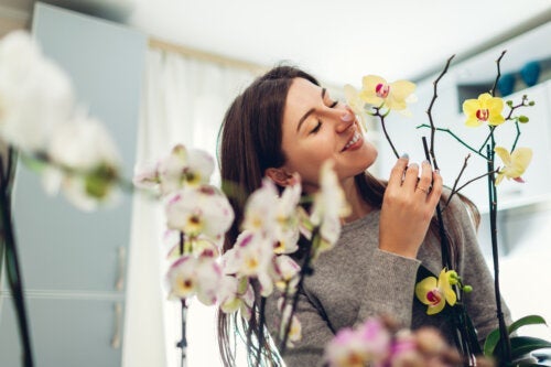 Wat je moet weten voor het kweken van orchideeën