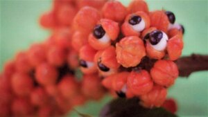 Guarana: gebruik, eigenschappen en contra-indicaties