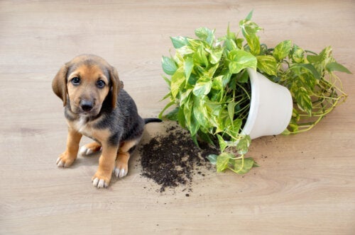 11 kamerplanten die veilig zijn voor je huisdieren