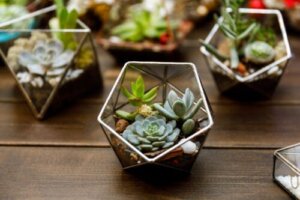 5 tips om je huis te versieren met miniplantjes