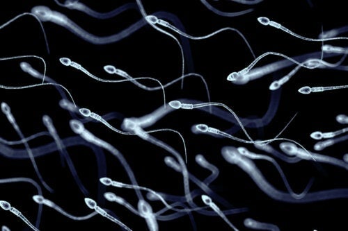 Necrospermie: de oorzaken van dood sperma