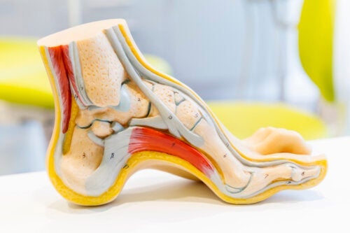 De anatomie van de voet en veelvoorkomende problemen