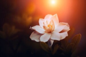 7 soorten gardenia's en hun kenmerken