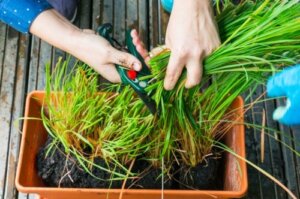 Citroengras of citronella: teelt en verzorging
