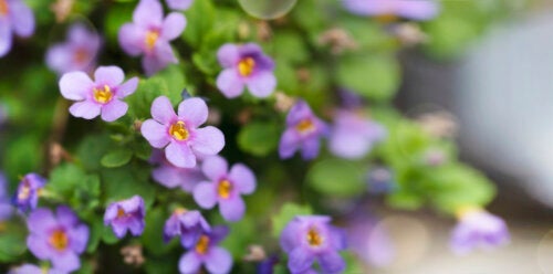 Bacopa, een plant die je geheugen ten goede kan komen