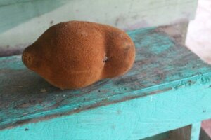 De cupuazú: wat is het en wat zijn de voordelen?