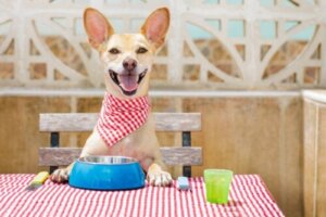 Maak je de etensbak van je hond vaak genoeg schoon?