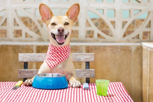 Maak je de etensbak van je hond vaak genoeg schoon?