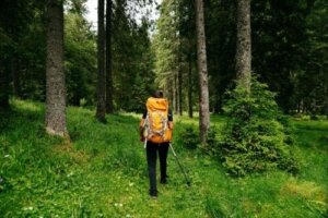 Shinrin Yoku of bosbaden: wat zijn de voordelen?