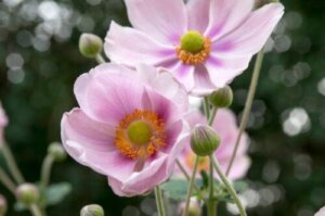 Bekijk deze 10 tuinplanten die in de herfst bloeien