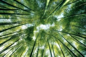 De filosofie van de natuur en haar belang voor de moderne wereld