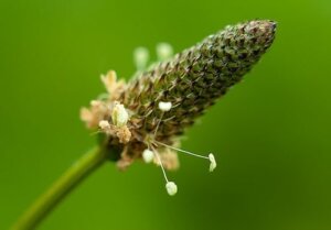 Het gebruik van weegbree, een eeuwenoude plant