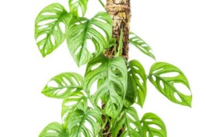 Hoe maak je een mosgeleider of steun voor klimplanten?